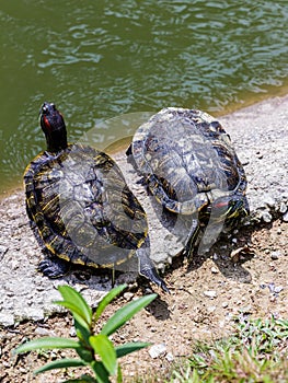 Two Turtles in the Sun