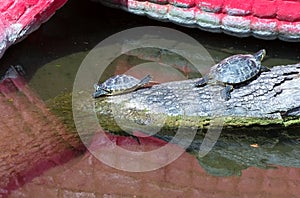 Two turtles in the sun on the log