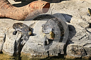 Two turtles sunbathing on a rock