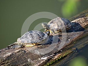 Two turtles sunning on a log