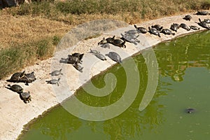 Two Turtles Sunning photo