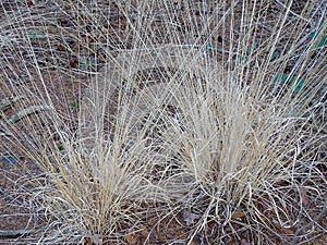 Two tussocks of dry grass
