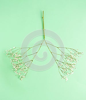 Two twigs of gypsophila flower on a pastel green background. Spring creative minimal concept of hope and joy. Lungs that recover a