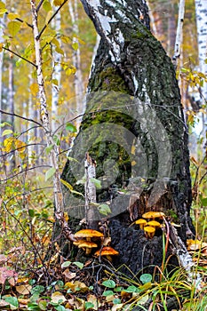 Two twisted fused birch trees in autumn in a forest on which clusters of toadstool mushrooms grow with yellow and orange hats.