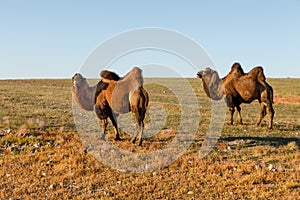 Two two-humped camels in the steppes of Mongolia