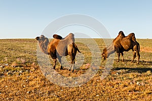 Two two-humped camels