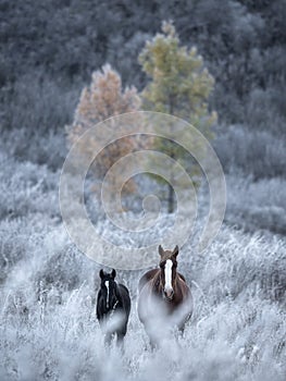 Two By Two.Two Thoroughbred Altai Free Grazing Adult Horses Of Various Colors In Autumn Morning Among The Grass In Snow-White Hoar