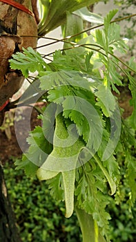 Two type of Green ferns on tree tropical in garden