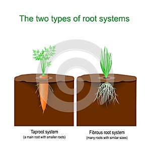 Taproot system and Fibrous root system photo