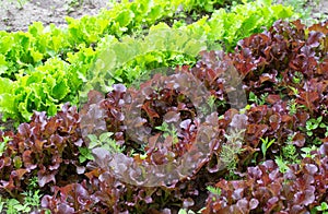 Two types of sowing lettuce green and iodized lettuce, background. Fresh summer herbs for salad