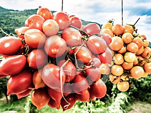 Two types of yellow and red tomatoes, organized in clusters