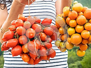 Two types of yellow and red tomatoes, organized in clusters