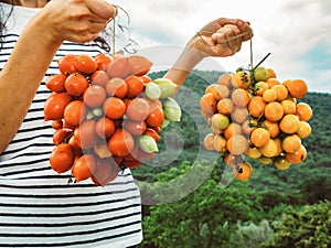 Two types of yellow and red tomatoes, organized in clusters, taken up close and kept by the hands of an Italian woman