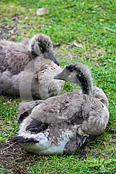 Two ugly juvenile Canada Geese sitting on the grass