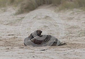 Two ull seals fighting on the beach