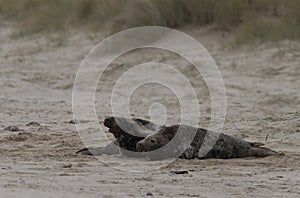 Two ull seals fighting on the beach