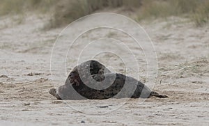 Two ull seals fighting on the beach