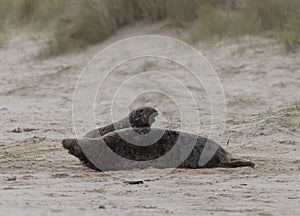 Two ull seals fighting on the beach