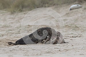 Two ull seals fighting on the beach
