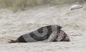 Two ull seals fighting on the beach