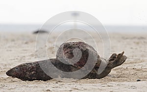 Two ull seals fighting on the beach