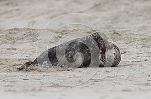 Two ull seals fighting on the beach