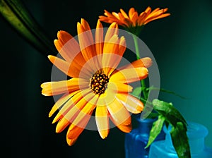 Two Ultra Bright Calendula Flowers