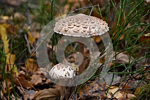 two umbrella mushrooms in the forest macro image