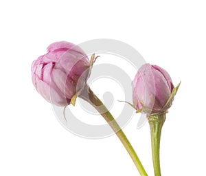 Two unblown buds of  Sakura flower isolated on white background