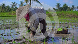 Two undefined women planting rice seedlings on a big field surrounded with palm trees. rice cultivation concept. Travel