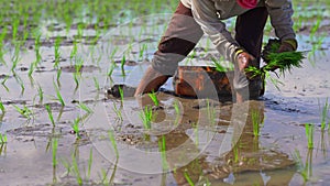 Two undefined women planting rice seedlings on a big field surrounded with palm trees. rice cultivation concept. Travel