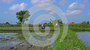 Two undefined women planting rice seedlings on a big field surrounded with palm trees. rice cultivation concept. Travel