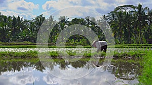 Two undefined women planting rice seedlings on a big field surrounded with palm trees. rice cultivation concept. Travel