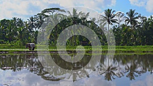 Two undefined women planting rice seedlings on a big field surrounded with palm trees. rice cultivation concept. Travel