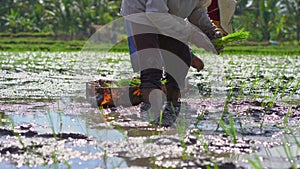Two undefined women planting rice seedlings on a big field surrounded with palm trees. rice cultivation concept. Travel