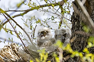 Two unfledged baby great horned owlets in a large nest in a tall tree