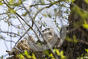 Two unfledged baby great horned owlets in a large nest in a tall tree