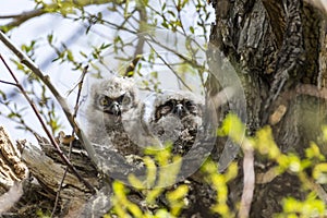 Two unfledged baby great horned owlets in a large nest in a tall tree