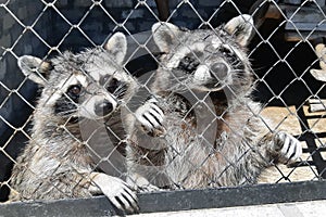 Two unfortunate sad raccoons behind bars in captivity