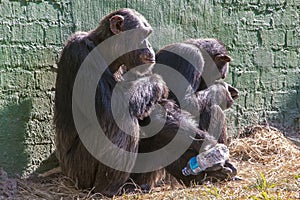 Two Unhappy Chimpanzees with Empty Plastic Bottle