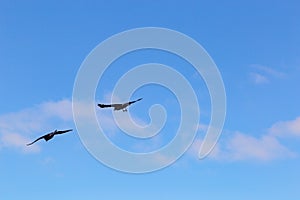 Two unidentified birds in flight