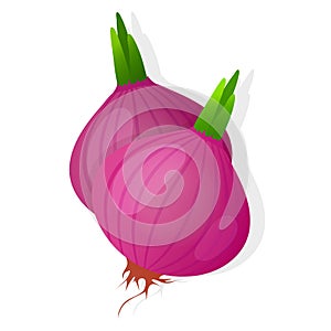 Two unpeeled red onions bulb with green sprout isolated on white background. Ripe onion. Vector illustration