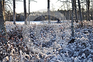 Two hikers walking through snowy bog covered by shiny frost and surrounded by frozen ponds on sunny winter day photo