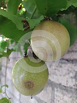 two unripe passion fruit