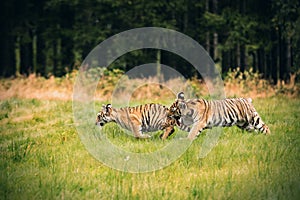 Two Ussuri tiger kittens playing on the wild meadow Panthera tigris tigris also called Amur tiger Panthera tigris altaica in