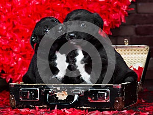 Two Valentine puppies in retro suitcase on red hearts background