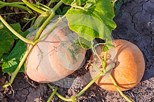 Two varicolored pumpkins with stem and leaves on the field