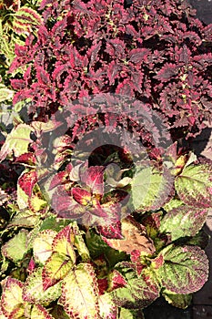 two varieties Coleus (Latin Coleus) - a genus of plants of the Lamiaceae family