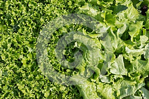 Two varieties of fresh green salad on the garden bed, close-up. Salad background. Green leaves Lactuca sativa, in the