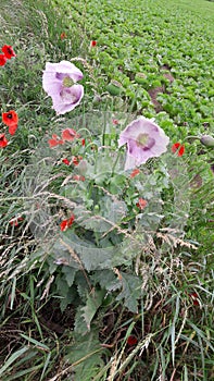 Two varieties of poppies